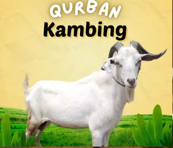 Kurban - Qurban Kambing  ciruas