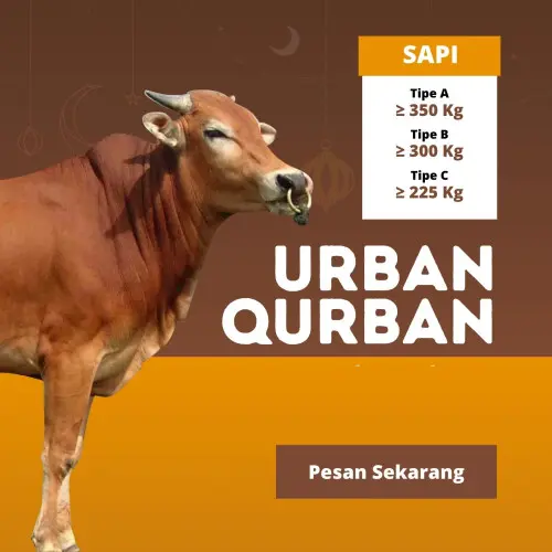Kurban - Qurban Sapi  ciruas